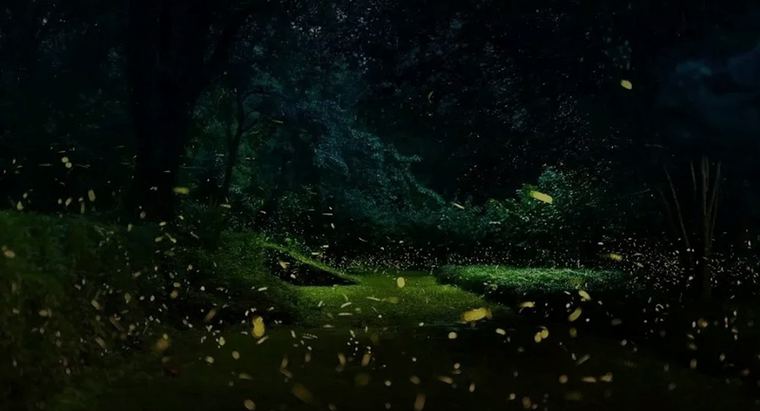 苔藓与针叶林间的自然光
